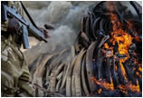 肯尼亚集中焚毁15吨走私象牙